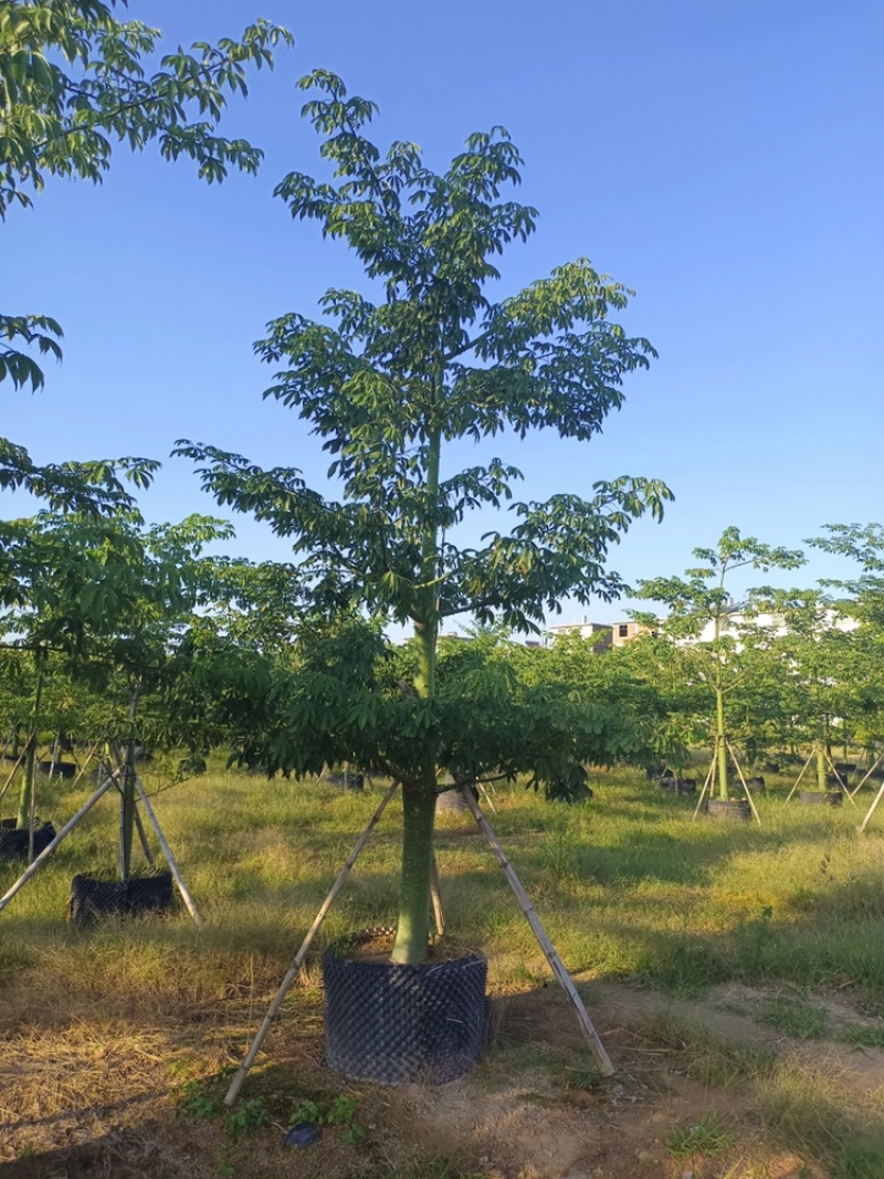 大腹木棉大福木棉树大腹木棉移植苗假植苗