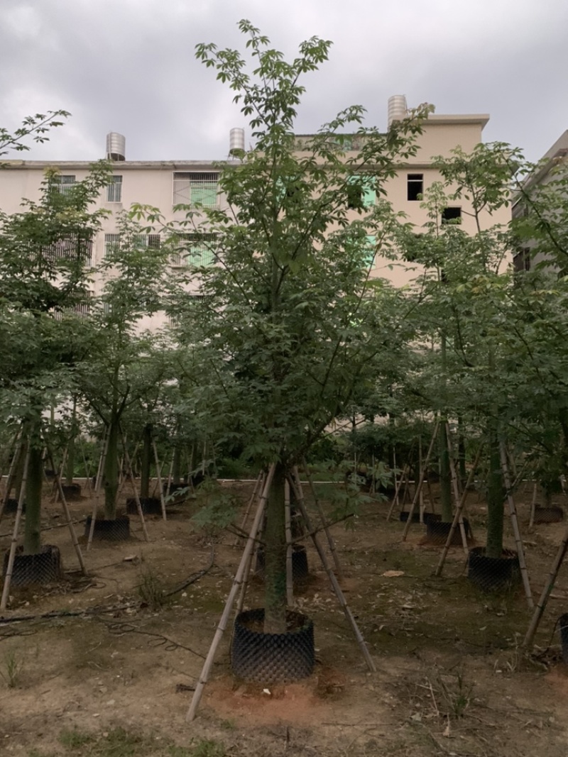 大腹木棉大福木棉树大腹木棉移植苗假植苗