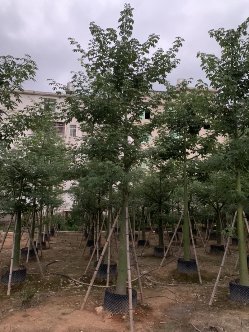 大腹木棉大福木棉树大腹木棉移植苗假植苗