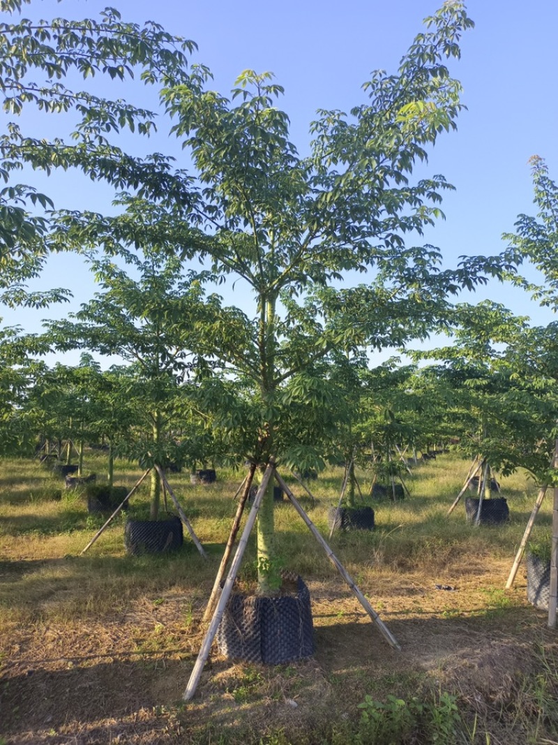 大腹木棉大福木棉树大腹木棉移植苗假植苗