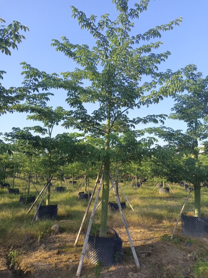 大腹木棉大福木棉树大腹木棉移植苗假植苗