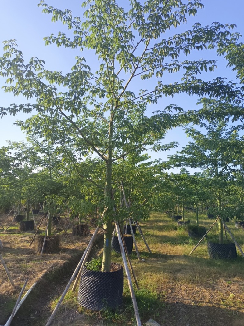 大腹木棉大福木棉树大腹木棉移植苗假植苗