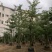 大腹木棉大福木棉树大腹木棉移植苗假植苗