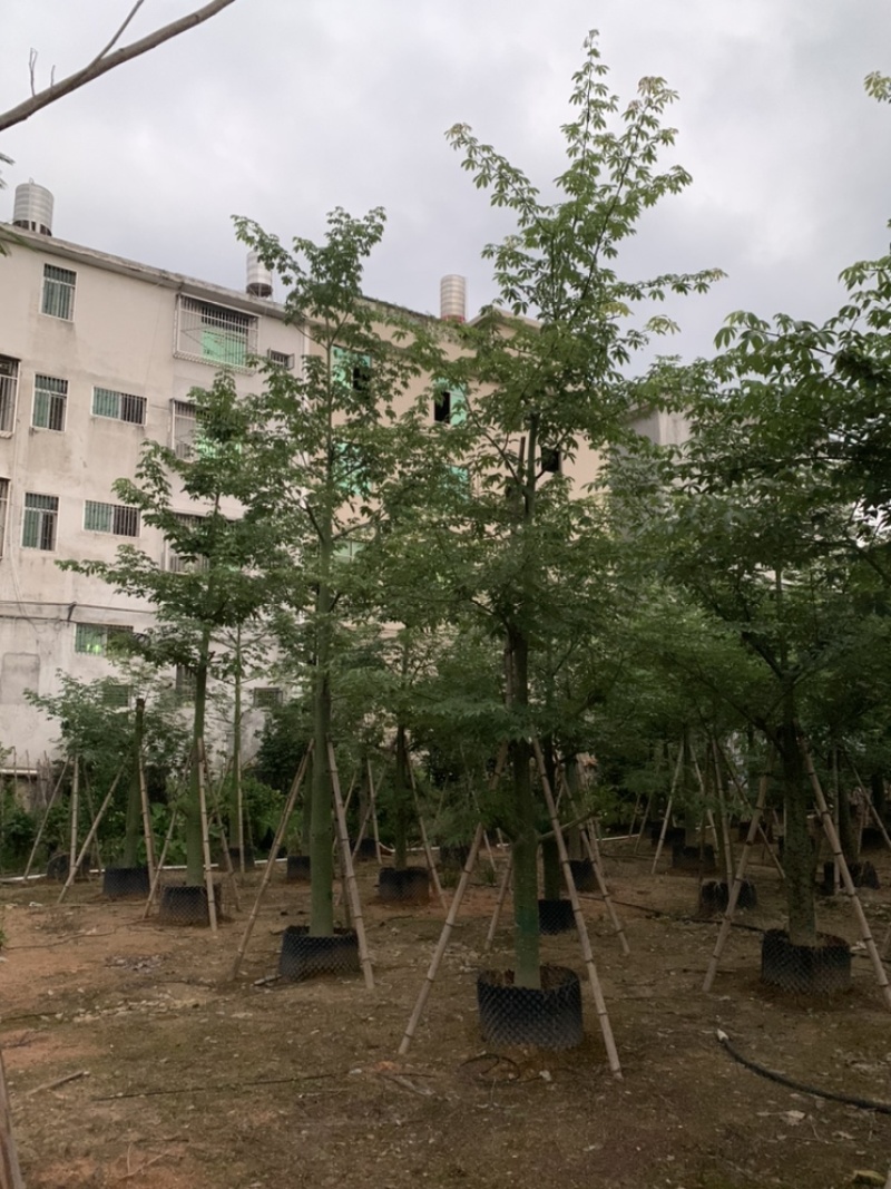 大腹木棉大福木棉树大腹木棉移植苗假植苗