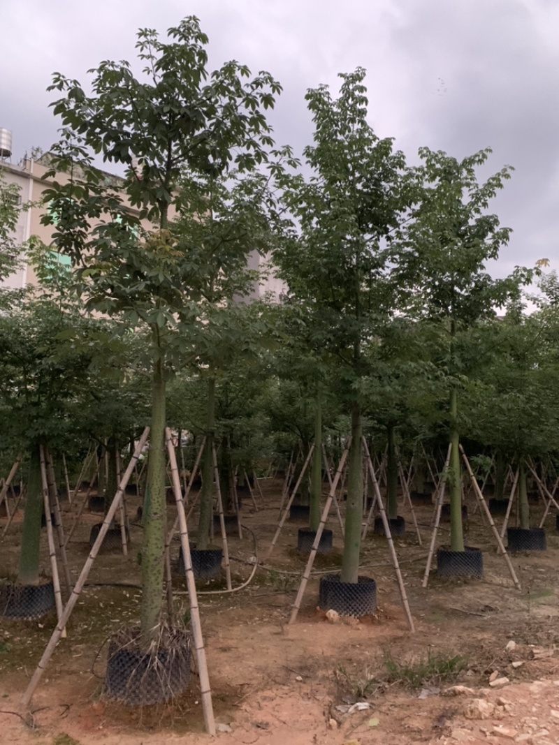 大腹木棉大福木棉树大腹木棉移植苗假植苗