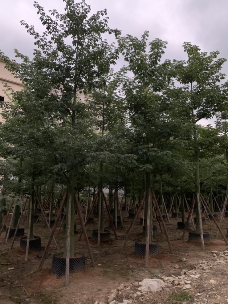 大腹木棉大福木棉树大腹木棉移植苗假植苗
