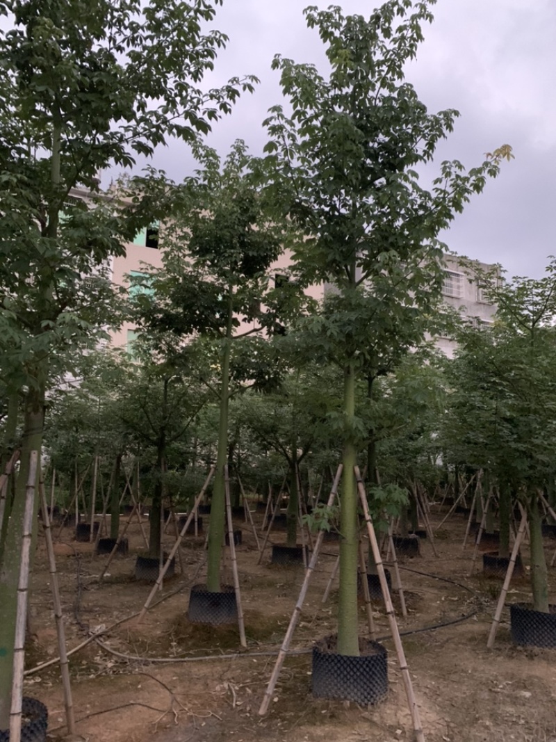 大腹木棉大福木棉树大腹木棉移植苗假植苗