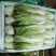 云南精品优质叶菜冷库精包装意大利油麦上海青夏黄白