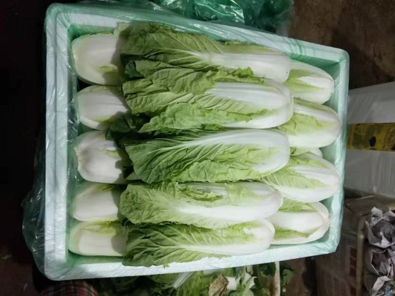 云南精品优质叶菜冷库精包装意大利油麦上海青夏黄白