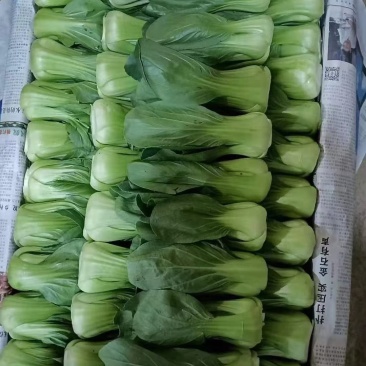 云南精品优质叶菜冷库精包装意大利油麦上海青夏黄白