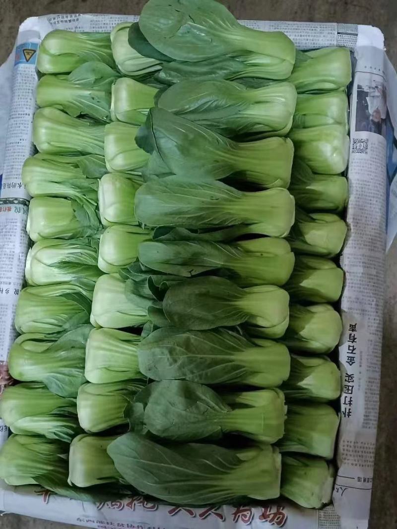 云南精品优质叶菜冷库精包装意大利油麦上海青夏黄白