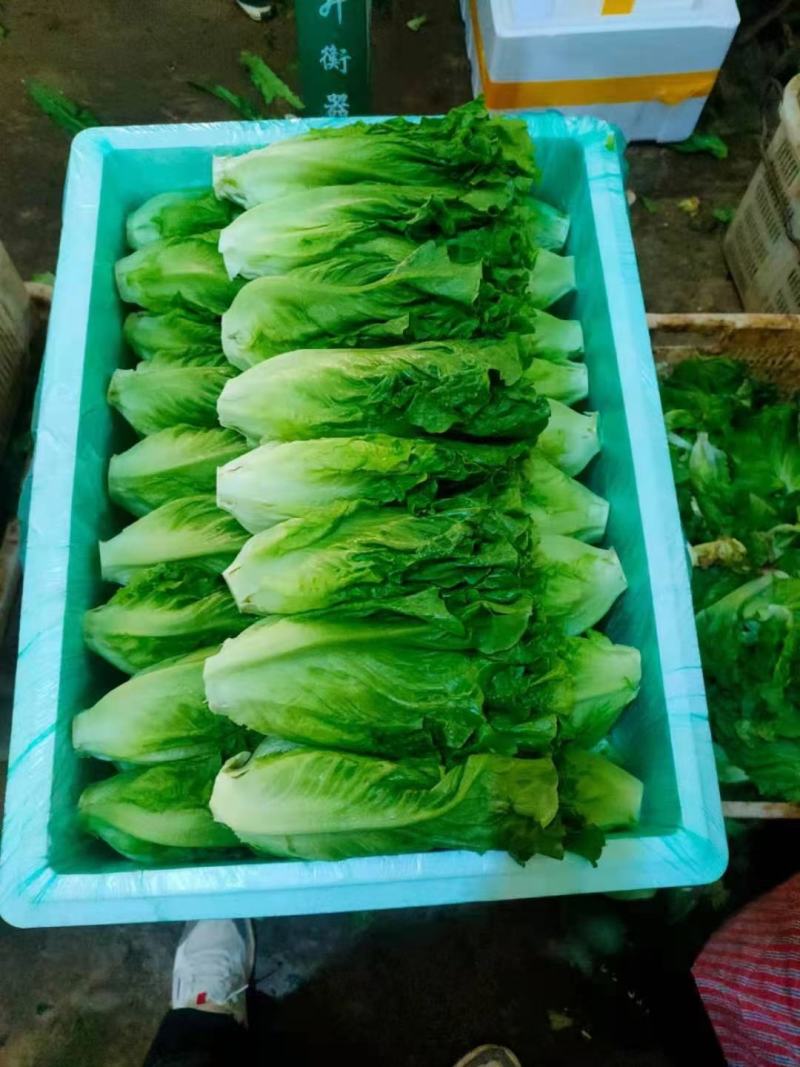 云南精品优质叶菜冷库精包装意大利油麦上海青夏黄白