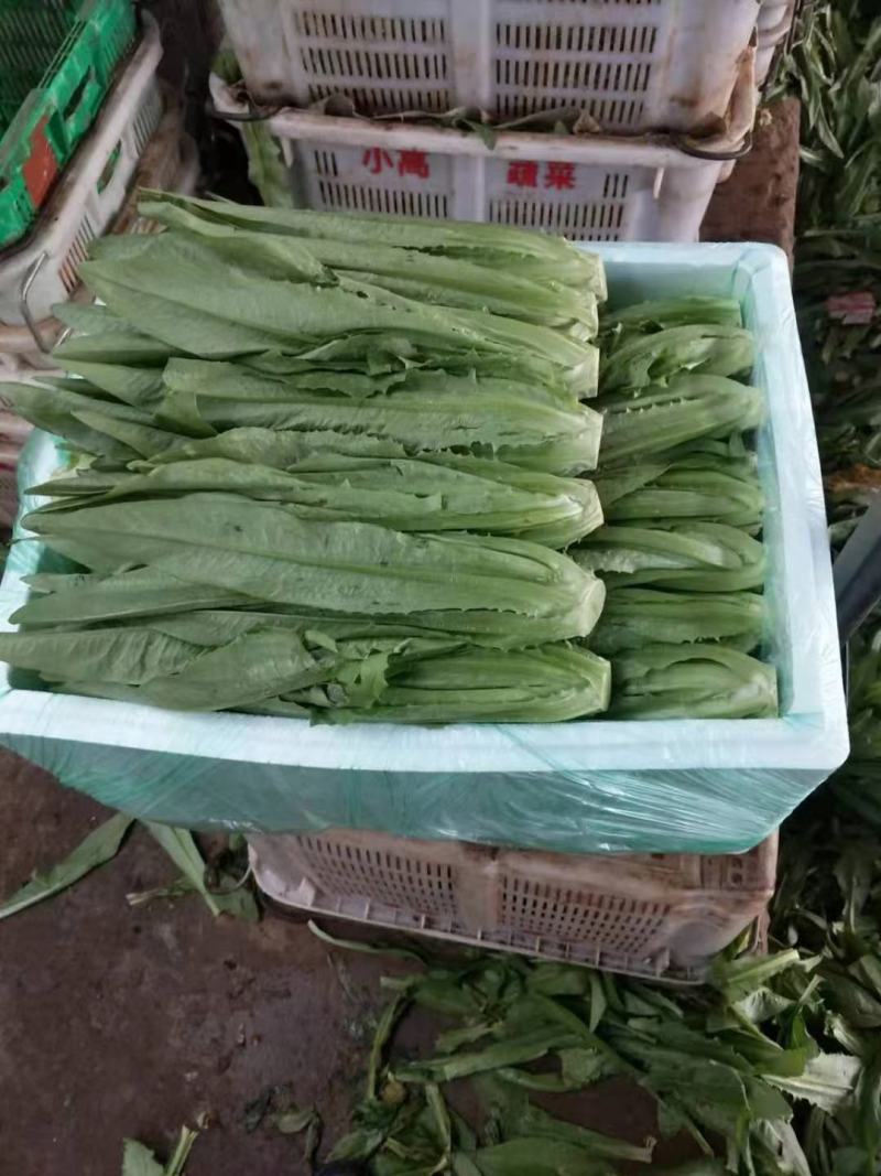 云南精品优质叶菜冷库精包装意大利油麦上海青夏黄白