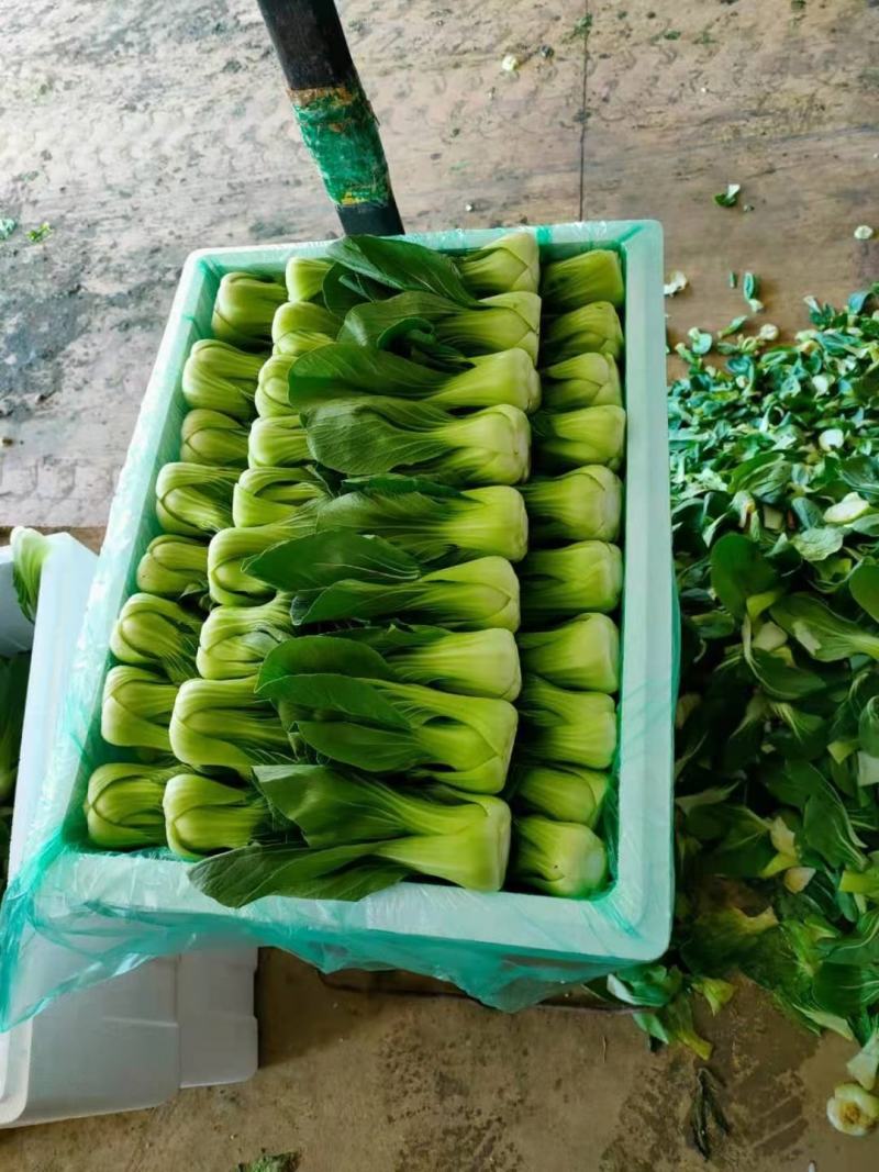 云南精品优质叶菜冷库精包装意大利油麦上海青夏黄白