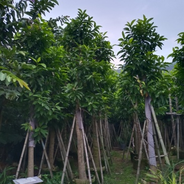 白玉兰白兰树供应截杆白玉兰5-15公分