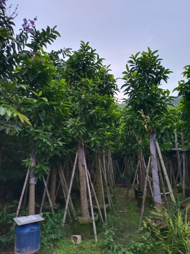 白玉兰白兰树供应截杆白玉兰5-15公分