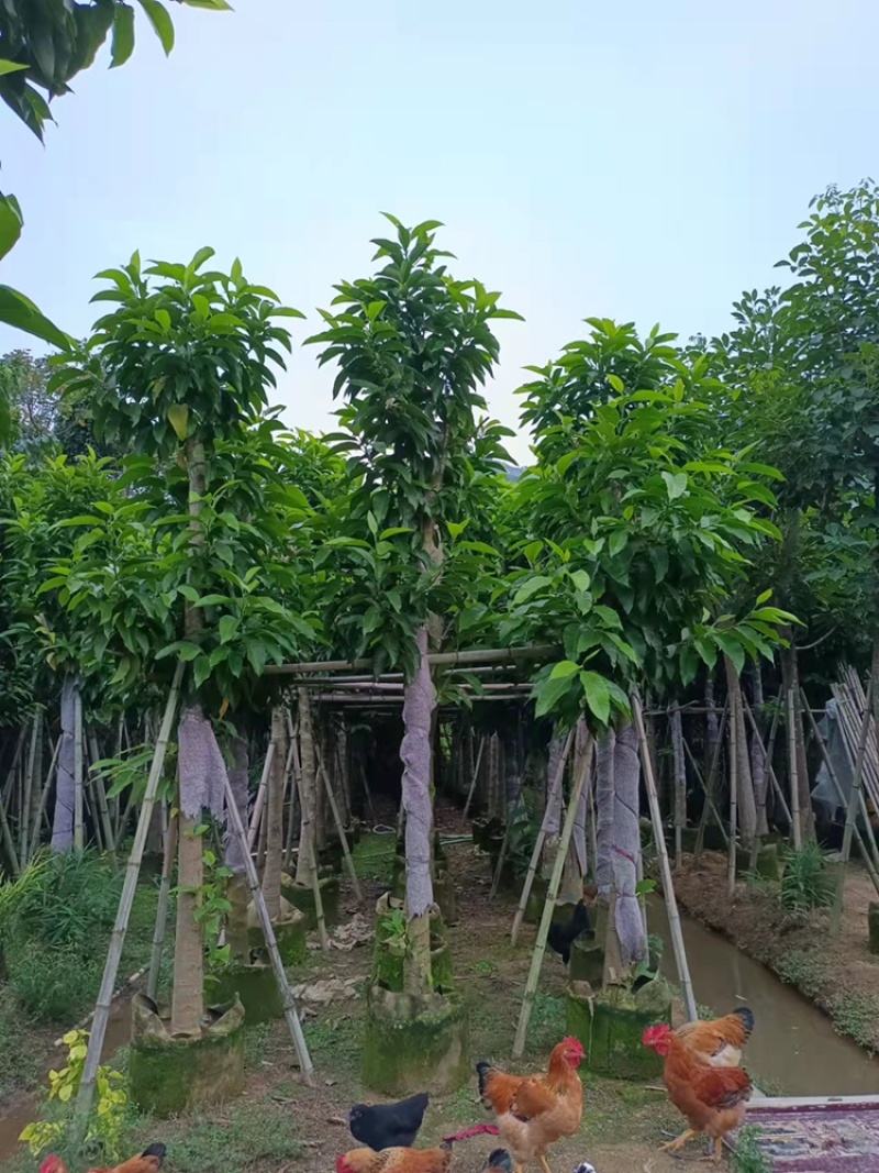 白玉兰白兰树供应截杆白玉兰5-15公分