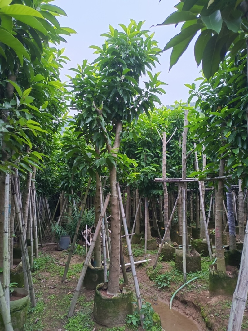 白玉兰白兰树供应截杆白玉兰5-15公分