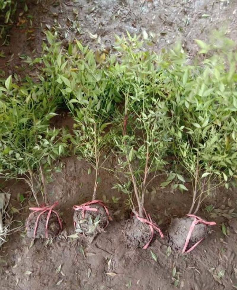 南天竹树苗绿化苗木庭院观果观叶植物南天竺火焰红天竹苗盆景