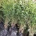 南天竹树苗绿化苗木庭院观果观叶植物南天竺火焰红天竹苗盆景