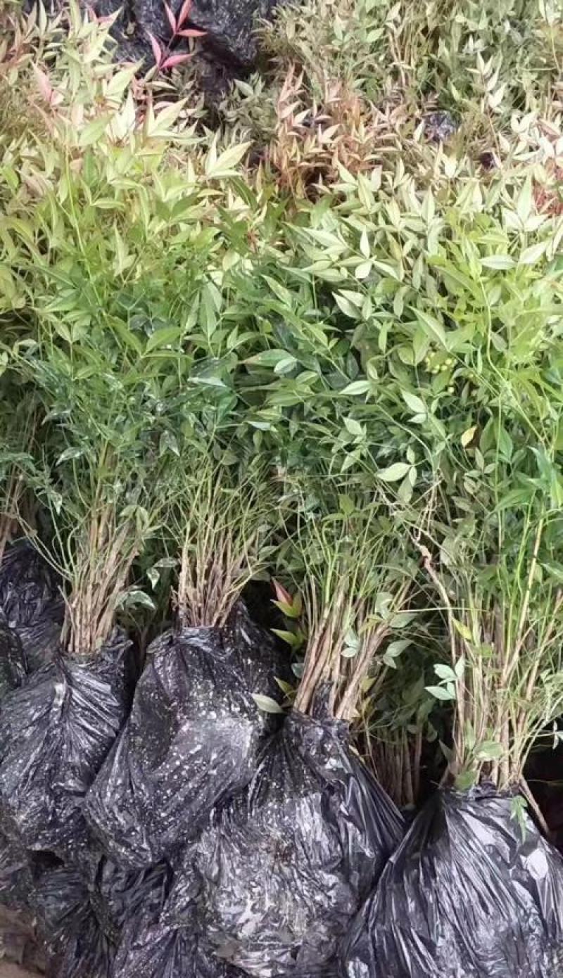 南天竹树苗绿化苗木庭院观果观叶植物南天竺火焰红天竹苗盆景