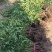 南天竹树苗绿化苗木庭院观果观叶植物南天竺火焰红天竹苗盆景