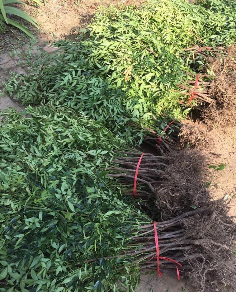 南天竹树苗绿化苗木庭院观果观叶植物南天竺火焰红天竹苗盆景