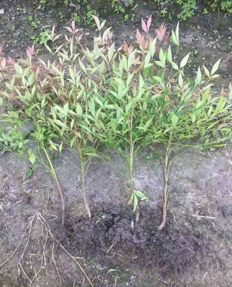 南天竹树苗绿化苗木庭院观果观叶植物南天竺火焰红天竹苗盆景