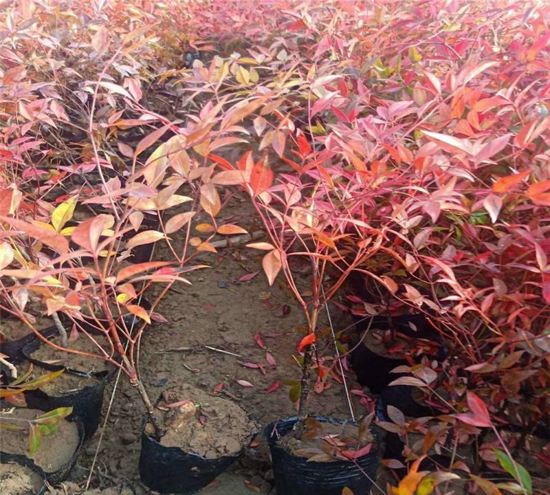 南天竹树苗绿化苗木庭院观果观叶植物南天竺火焰红天竹苗盆景
