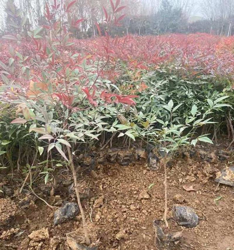 南天竹树苗绿化苗木庭院观果观叶植物南天竺火焰红天竹苗盆景