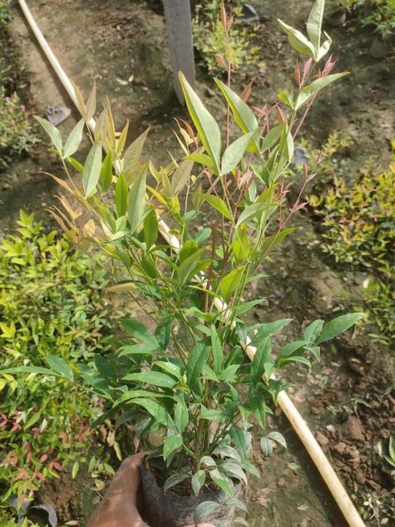 南天竹树苗绿化苗木庭院观果观叶植物南天竺火焰红天竹苗盆景