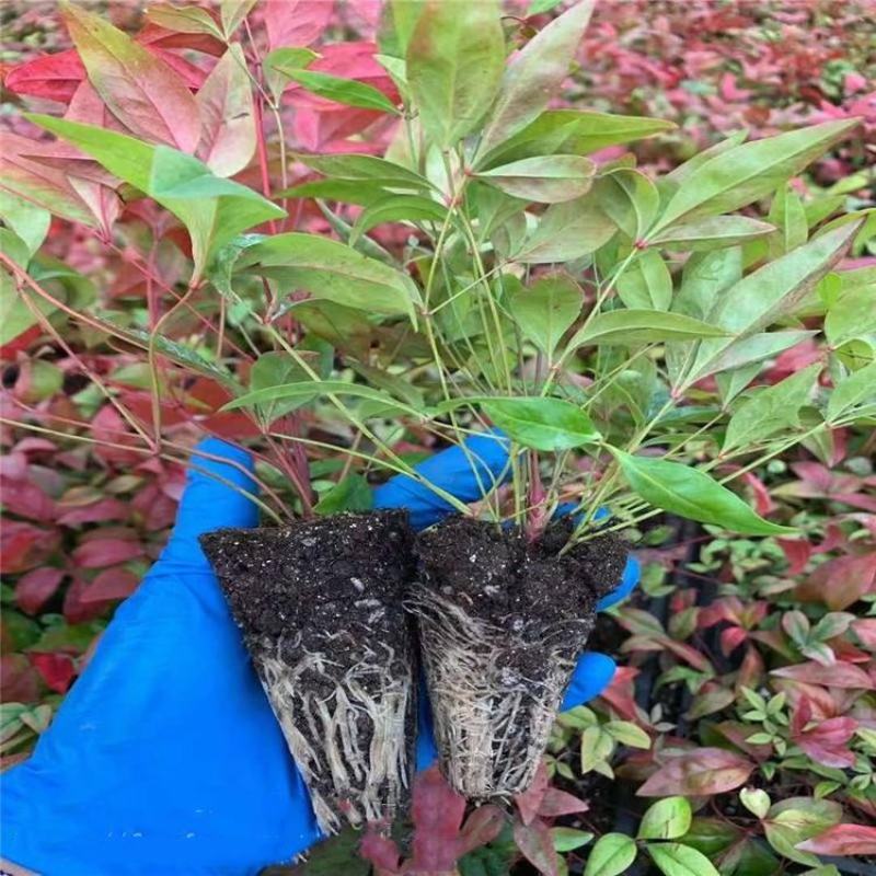 南天竹树苗绿化苗木庭院观果观叶植物南天竺火焰红天竹苗盆景