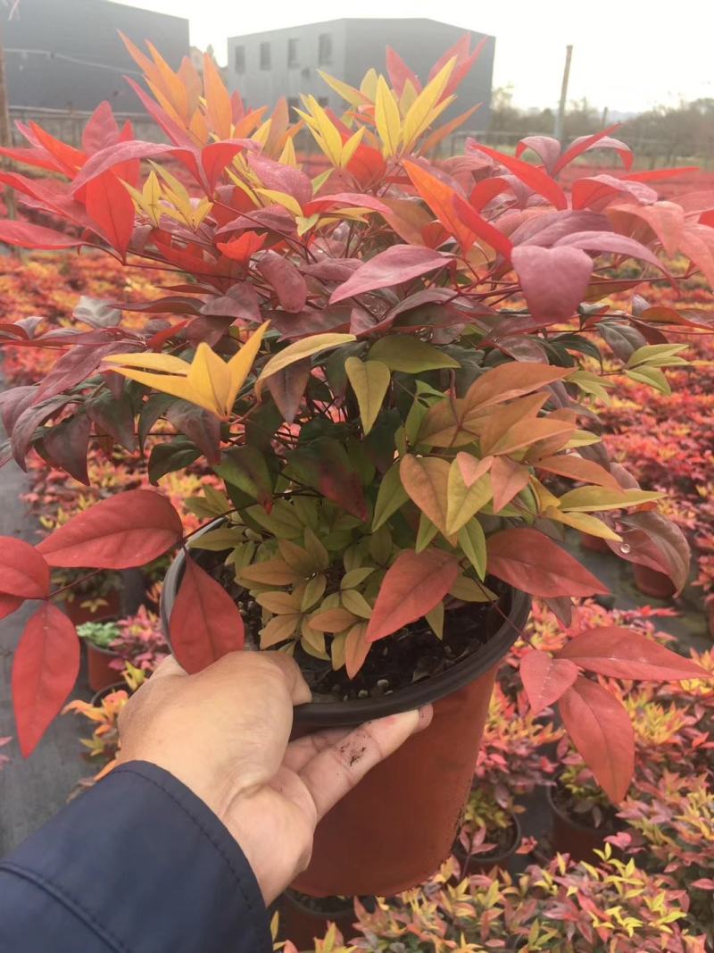南天竹树苗绿化苗木庭院观果观叶植物南天竺火焰红天竹苗盆景
