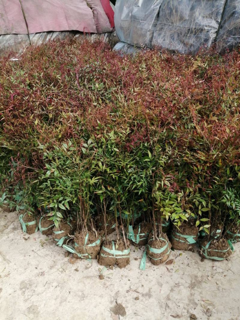 南天竹树苗绿化苗木庭院观果观叶植物南天竺火焰红天竹苗盆景