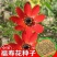 福寿花种子四季种易活开花不断室外庭院盆栽净化空气春秋季花