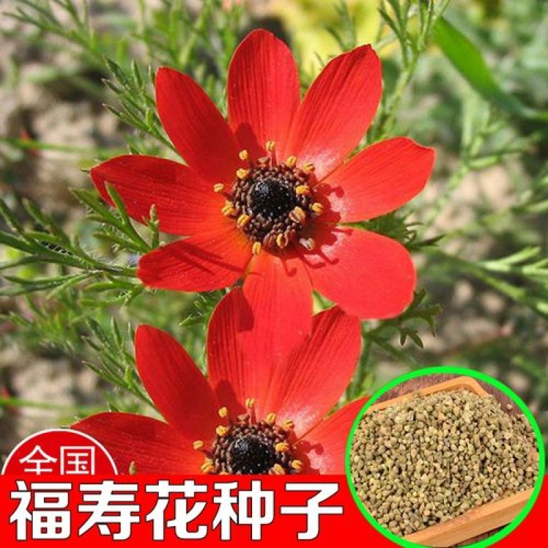 福寿花种子四季种易活开花不断室外庭院盆栽净化空气春秋季花