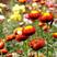 麦秆菊种子蜡菊花种子园林景观花海工程绿化花卉切花