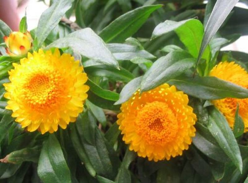 麦秆菊种子蜡菊花种子园林景观花海工程绿化花卉切花