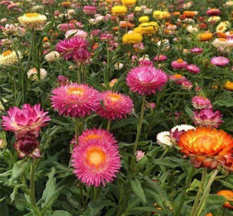 麦秆菊种子蜡菊花种子园林景观花海工程绿化花卉切花