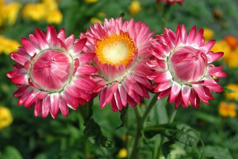 麦秆菊种子蜡菊花种子园林景观花海工程绿化花卉切花