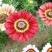 花环菊种子四季室内庭院阳台盆栽植物花草观赏花卉种子