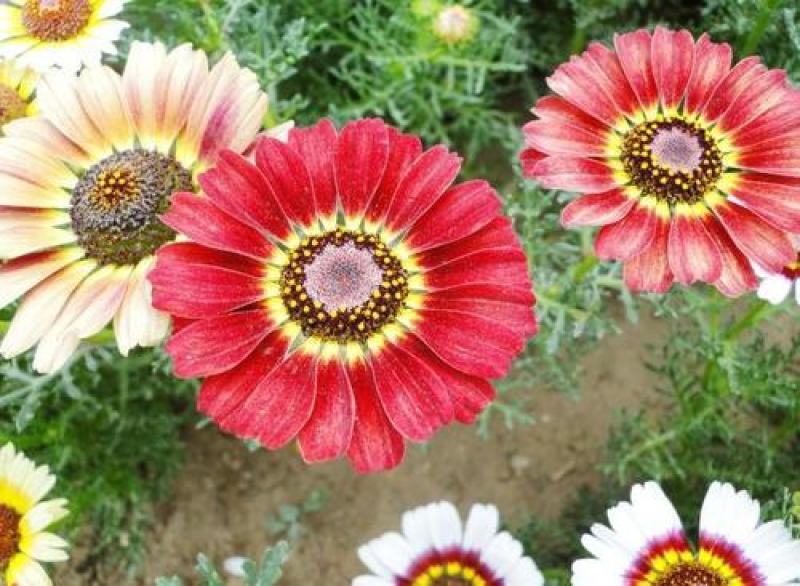 花环菊种子四季室内庭院阳台盆栽植物花草观赏花卉种子