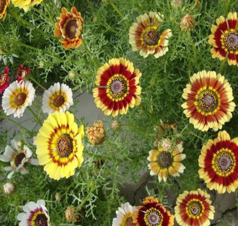 花环菊种子四季室内庭院阳台盆栽植物花草观赏花卉种子