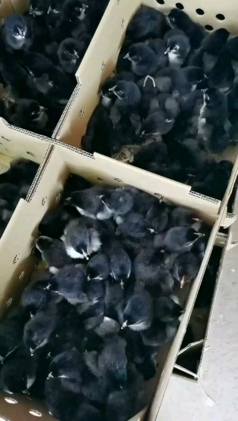 黑鸡苗黑土鸡苗天露黑五快大黑土鸡苗质量好打好疫苗