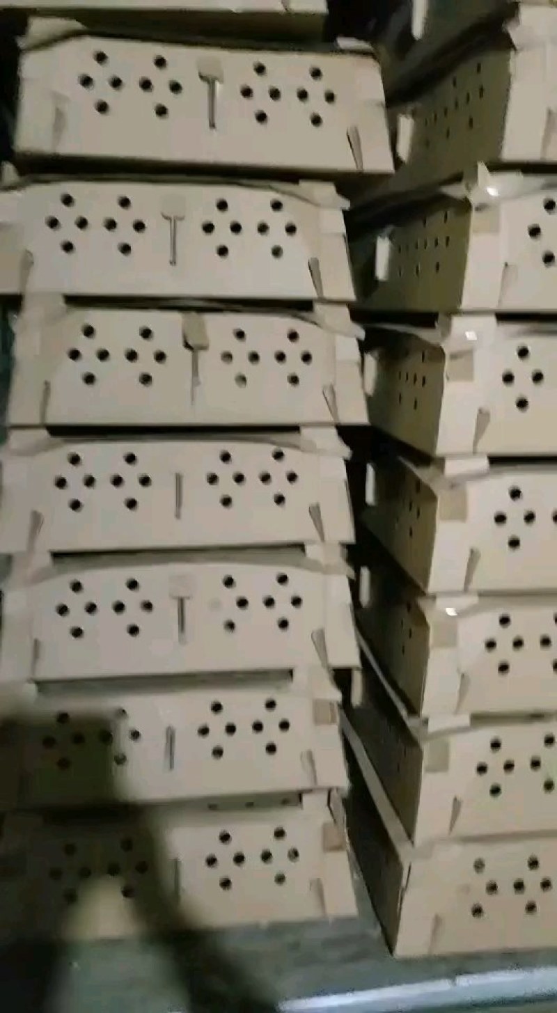 黑鸡苗黑土鸡苗天露黑五快大黑土鸡苗质量好打好疫苗