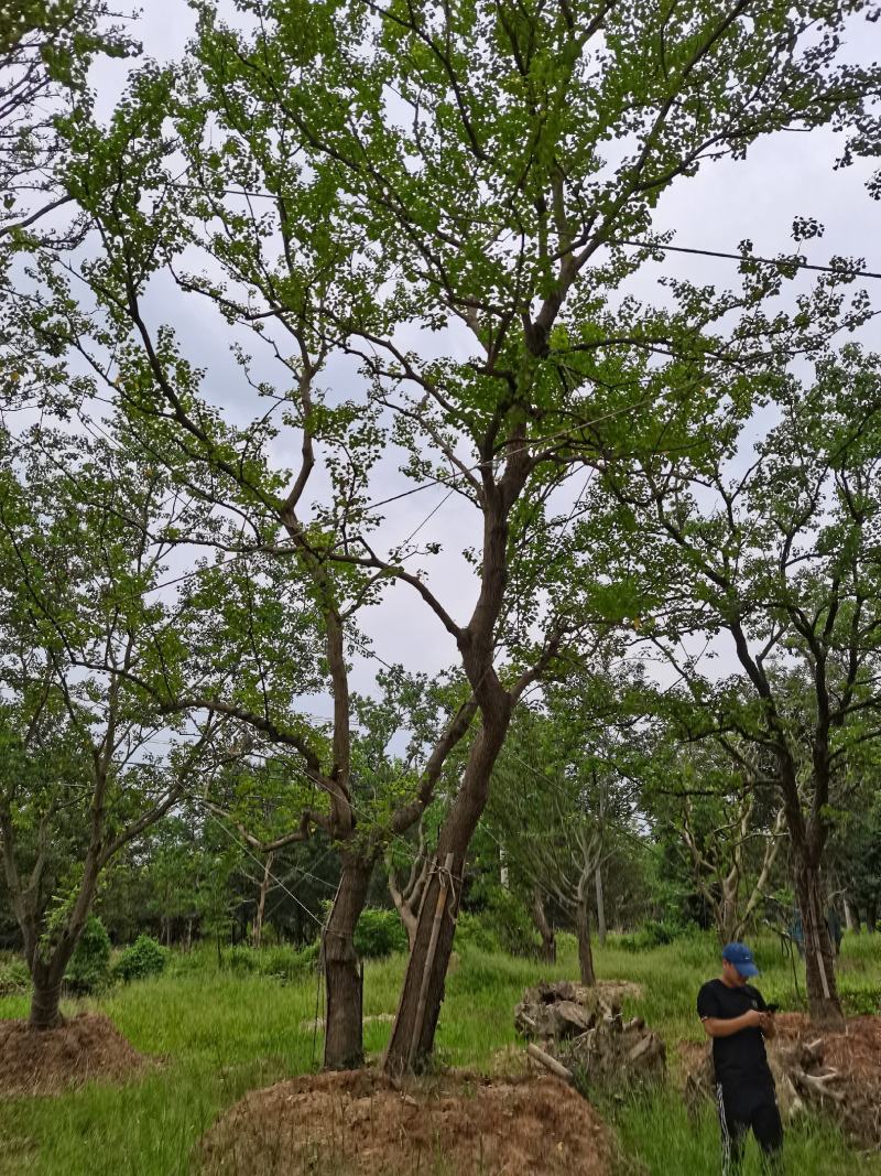 乌桕，单杆乌桕，丛生乌桕，造型乌桕