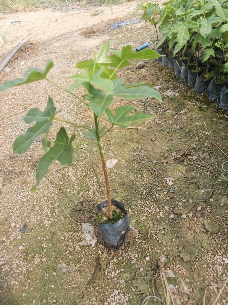 澳洲火焰木（8公分袋子）