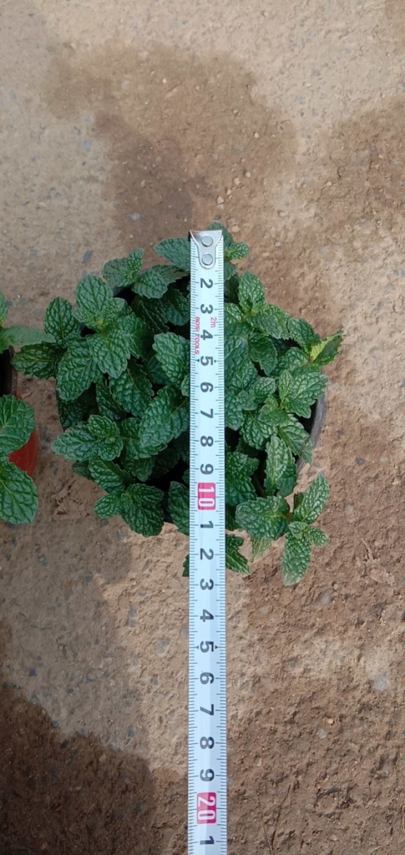 山东青州，薄荷，小盆栽，大量有货，欢迎咨询订购！