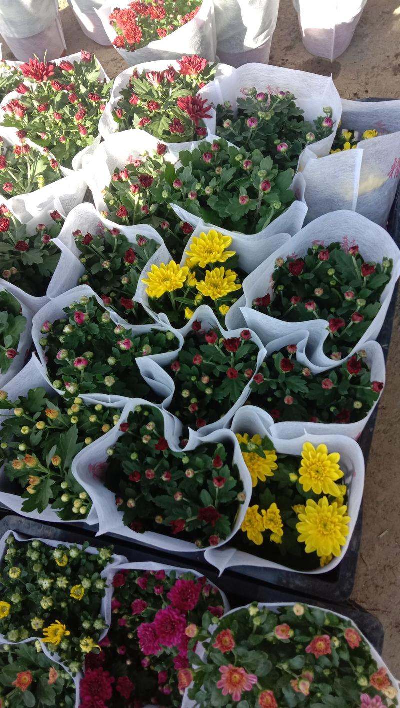 山东青州，荷兰菊花，大量有货，物流直发，欢迎订购