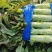 【海量货源】山东沂南精品莴笋红叶香莴苣大量上市欢迎采购